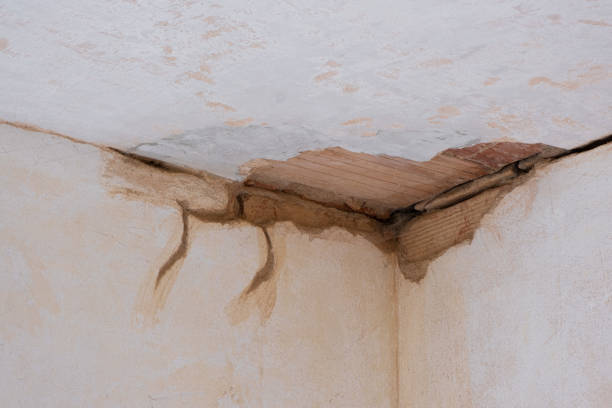 Best Mold removal after water damage  in Rockdale, IL
