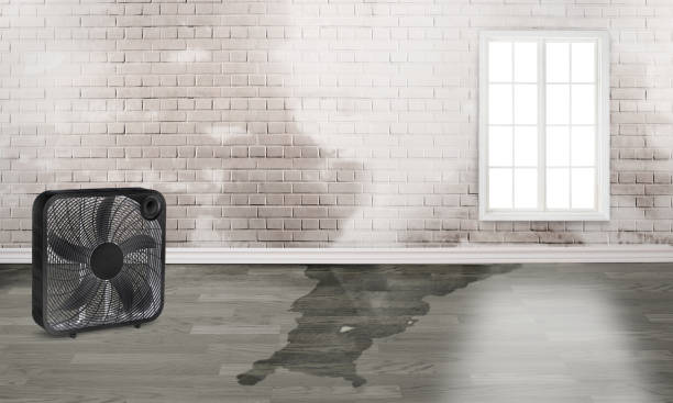 Best Flooded house restoration  in Rockdale, IL